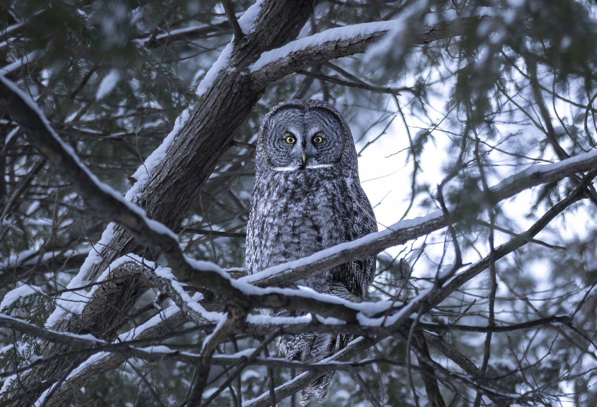 Great Grey Owl