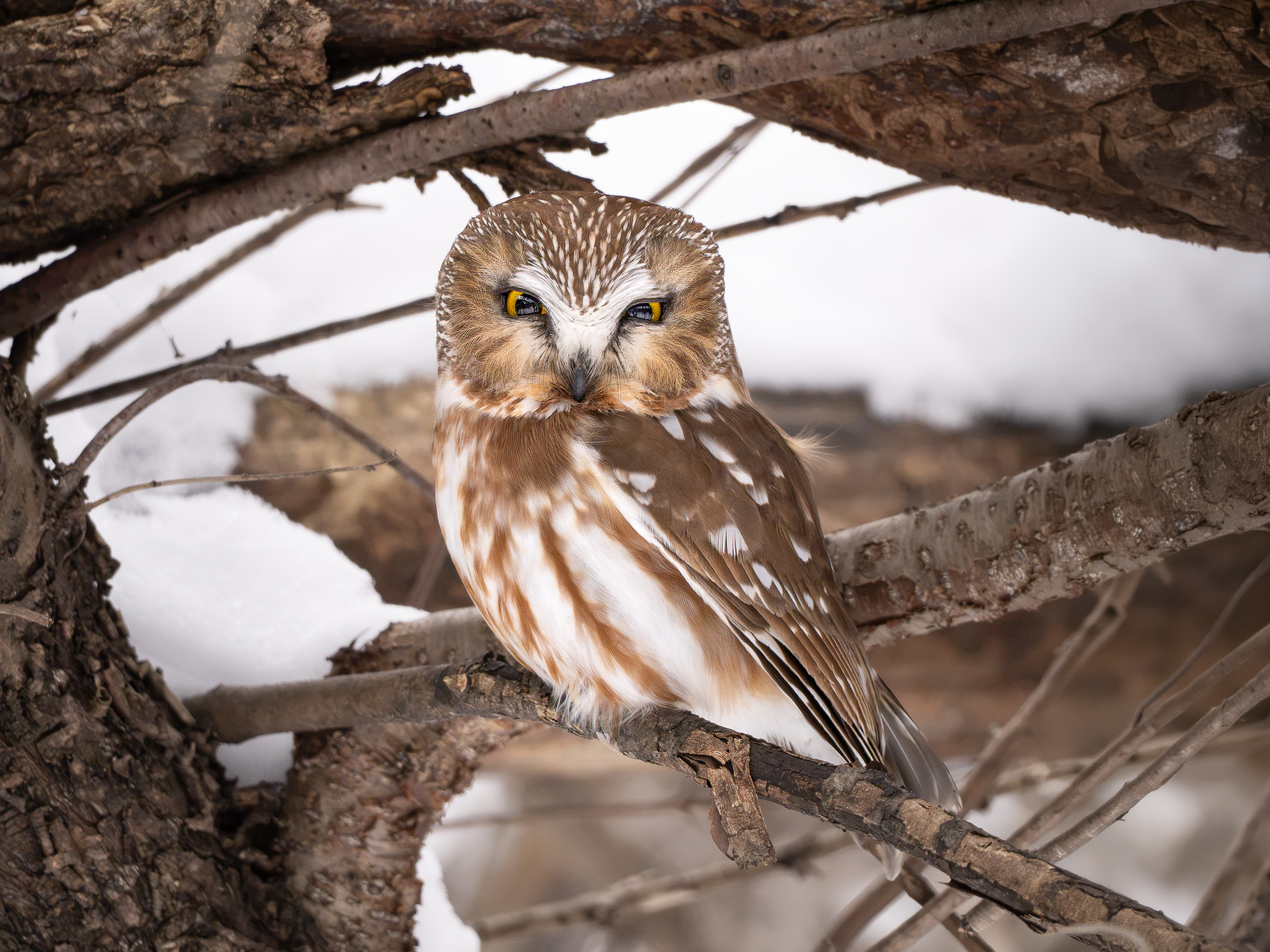Northern saw-whet owl