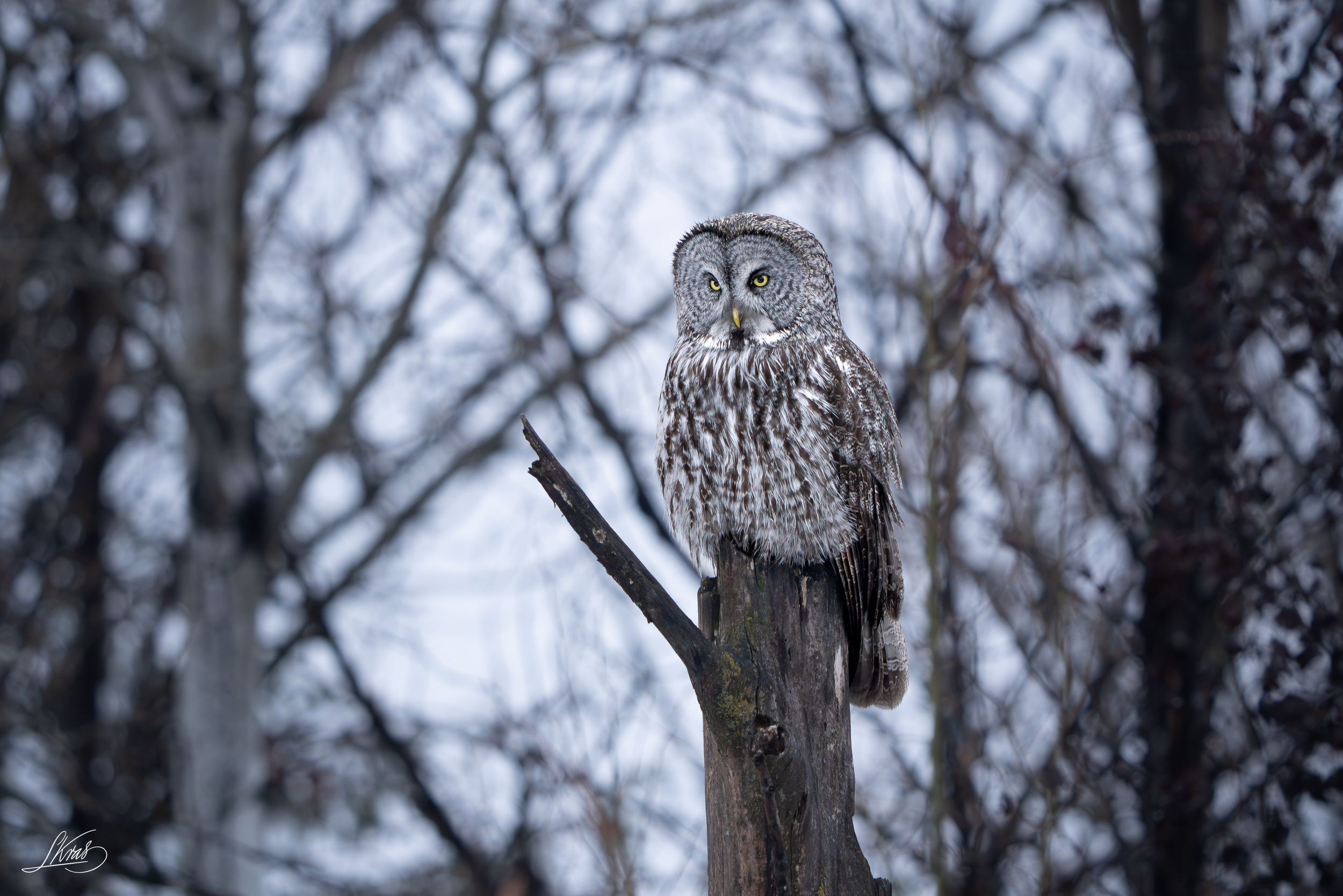 Great Gray Owl 26′