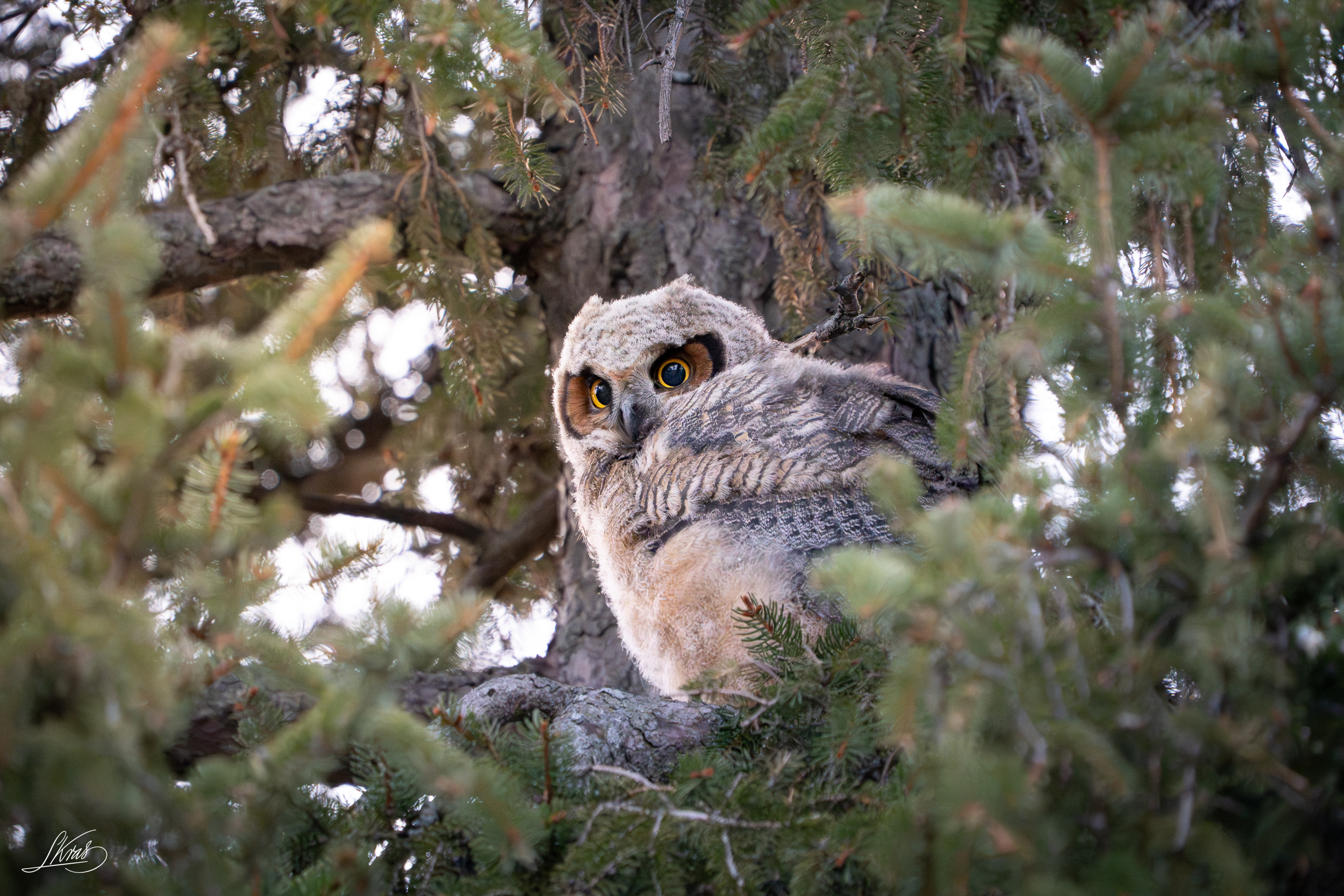 Great Horned Owlet