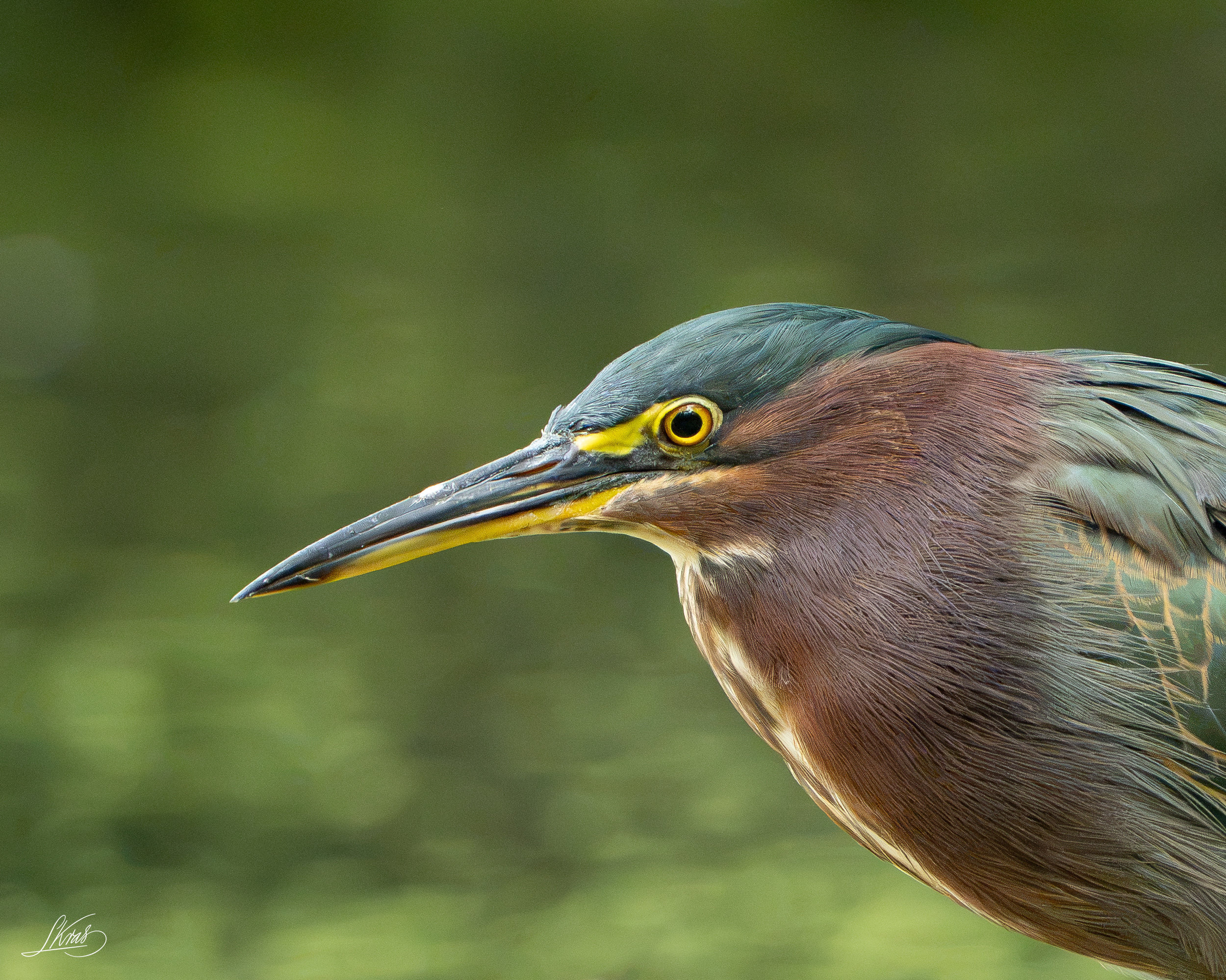 Green Heron
