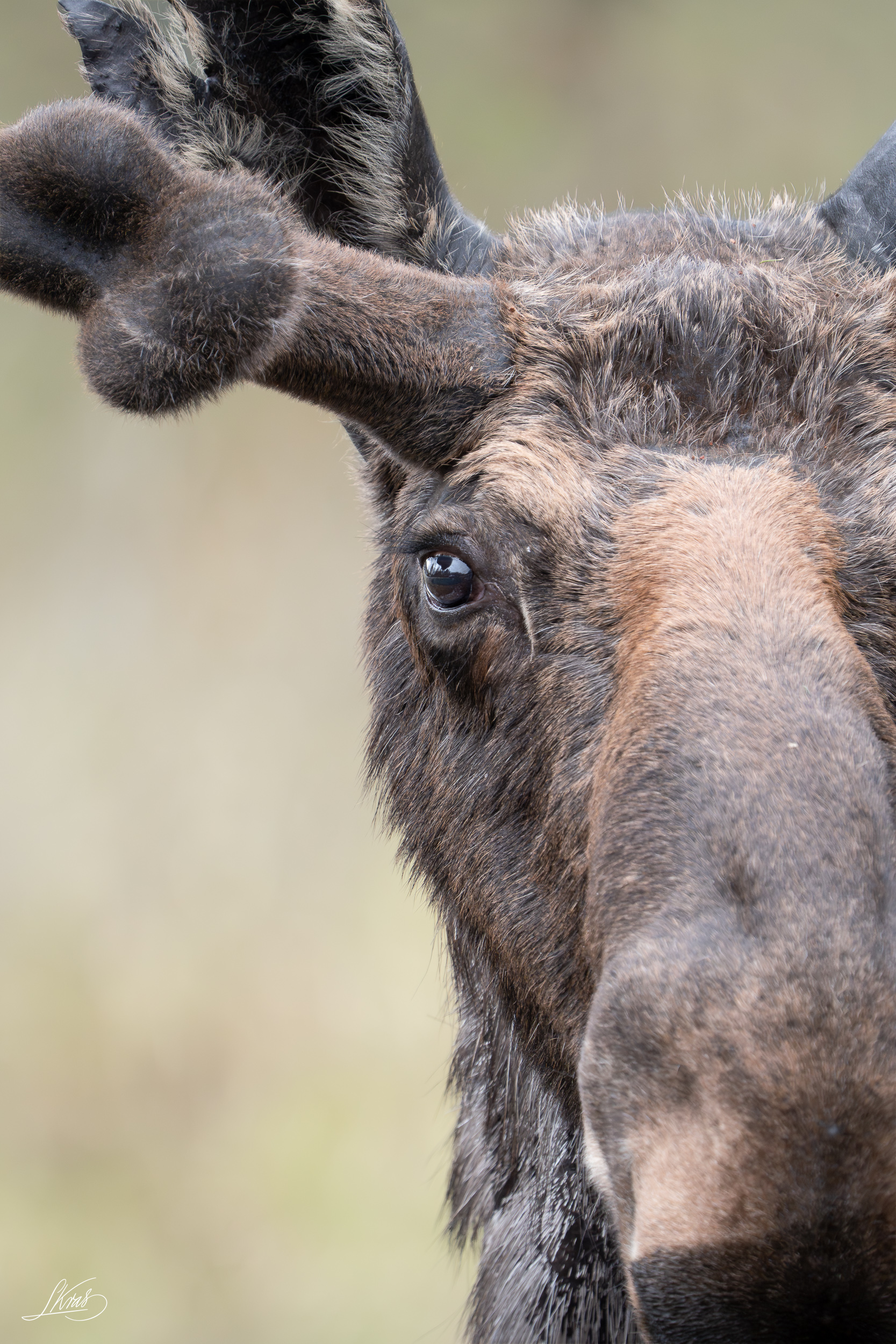 Moose