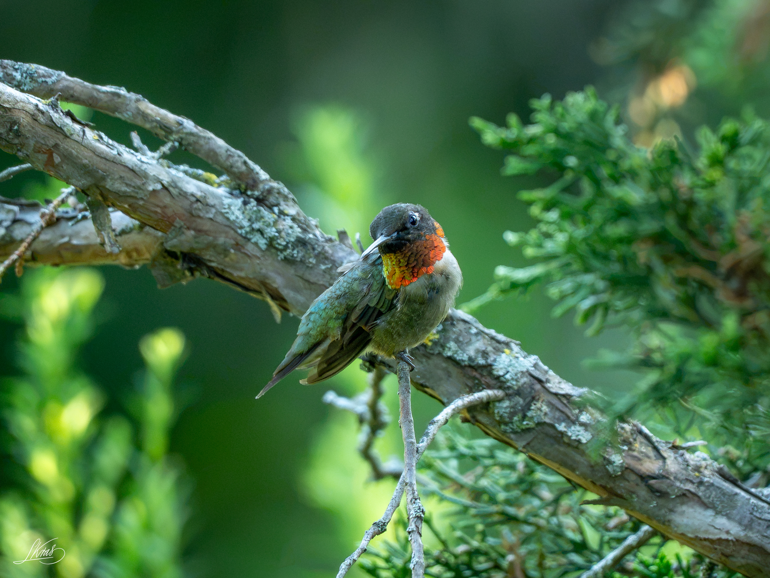 Ruby-throated Hummingbird