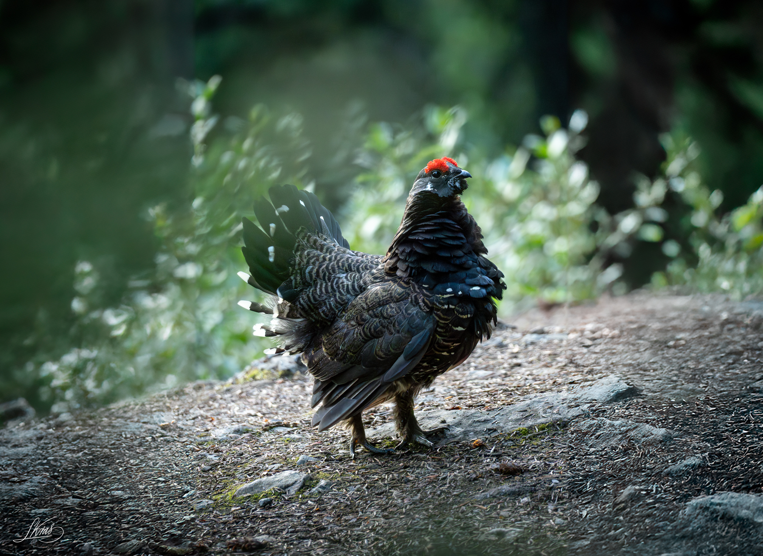 Franklin’s Grouse with family