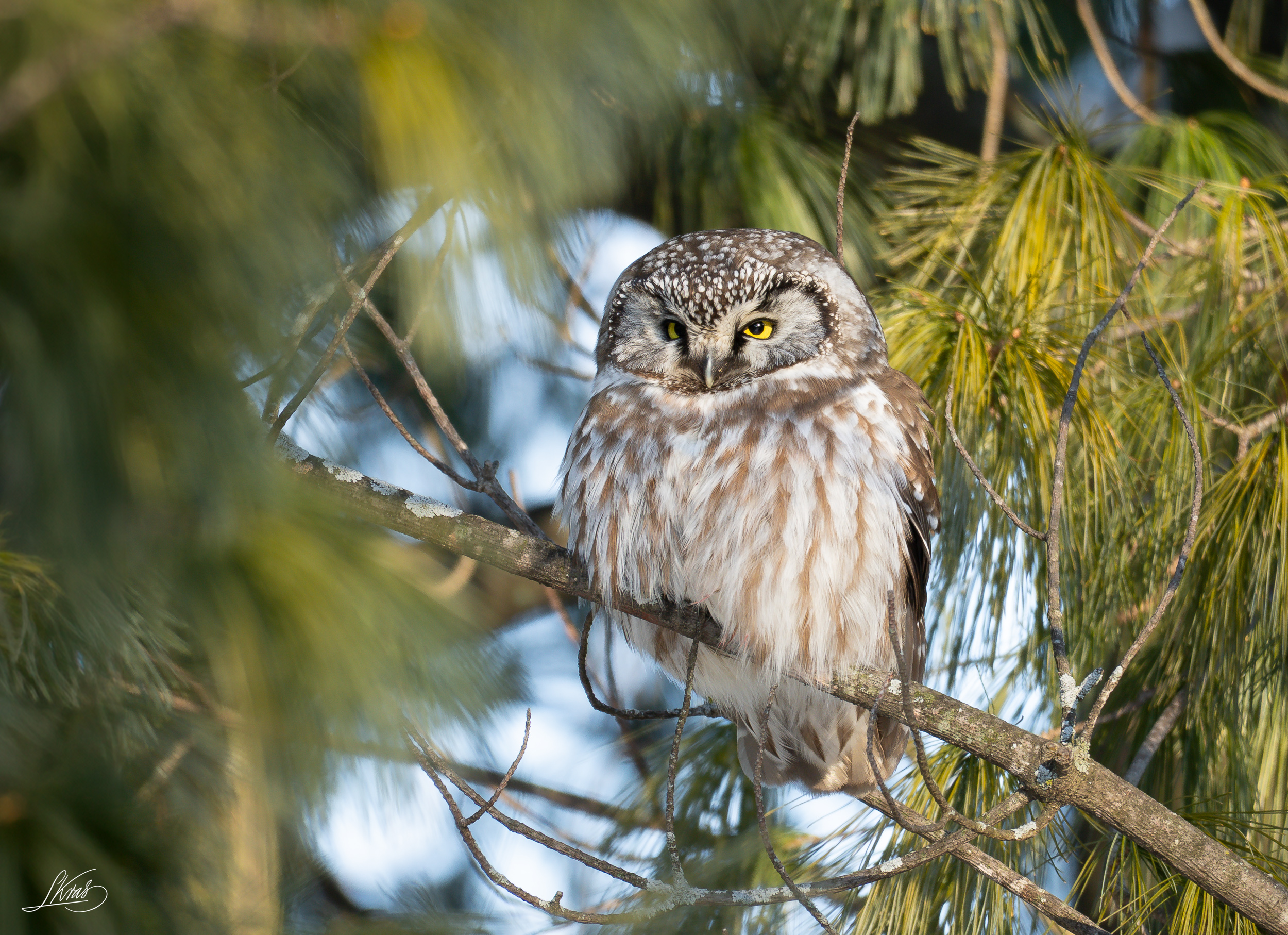 Boreal Owl