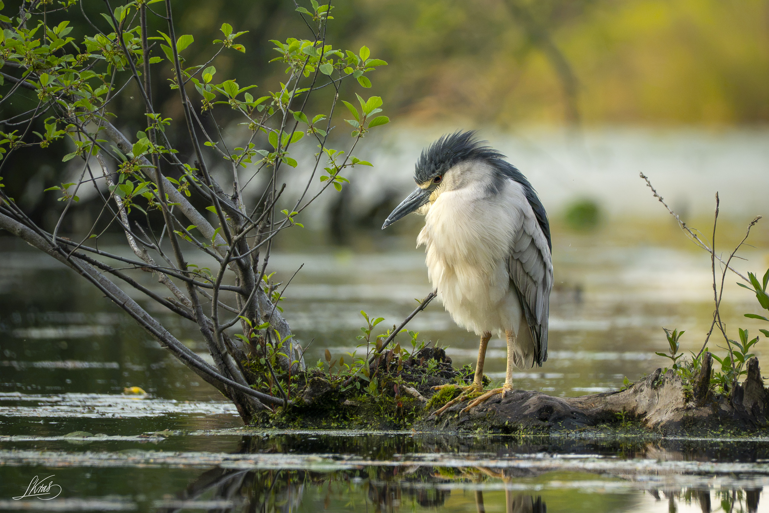 Black-crowned night heron