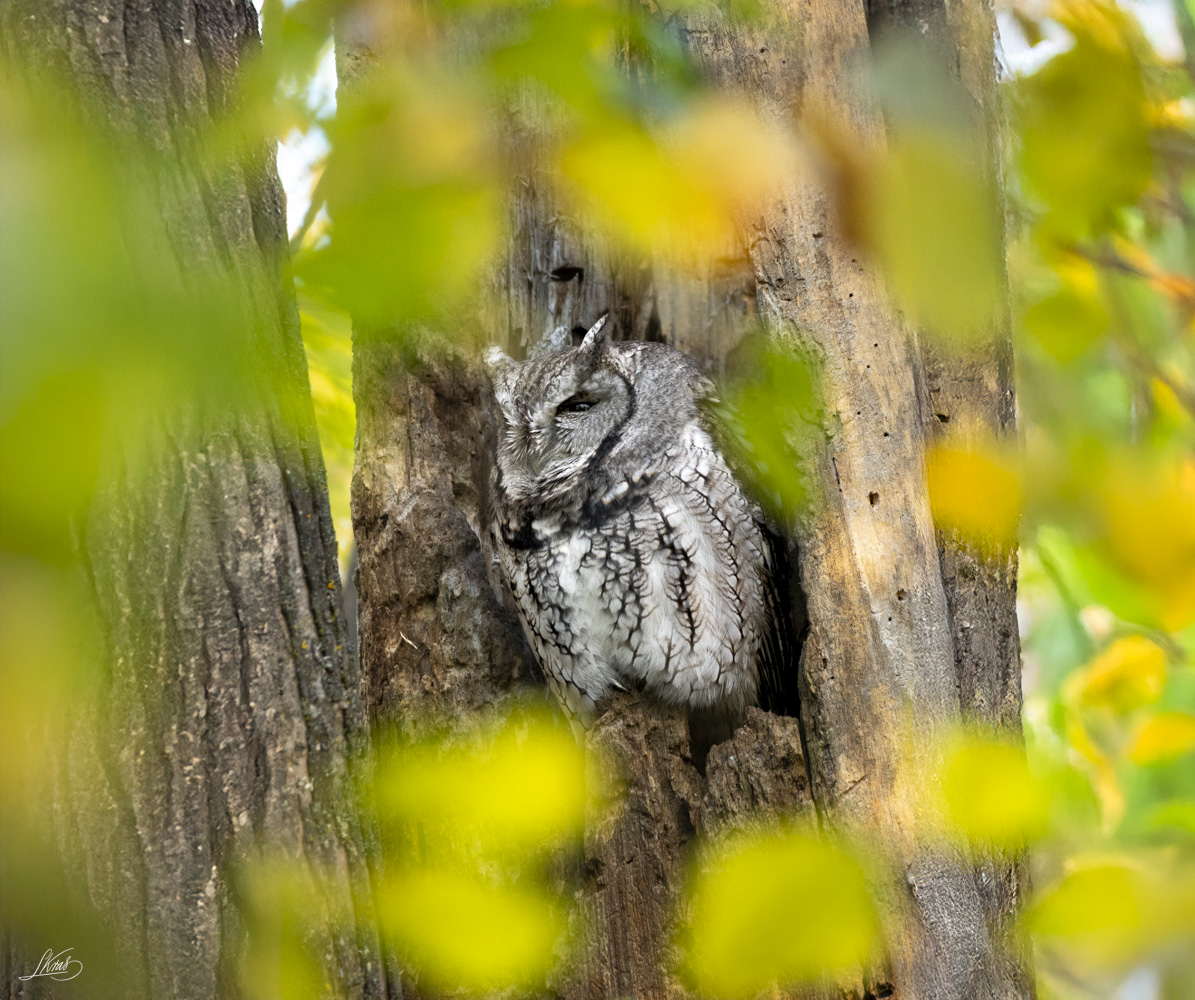 Eastern screech owl