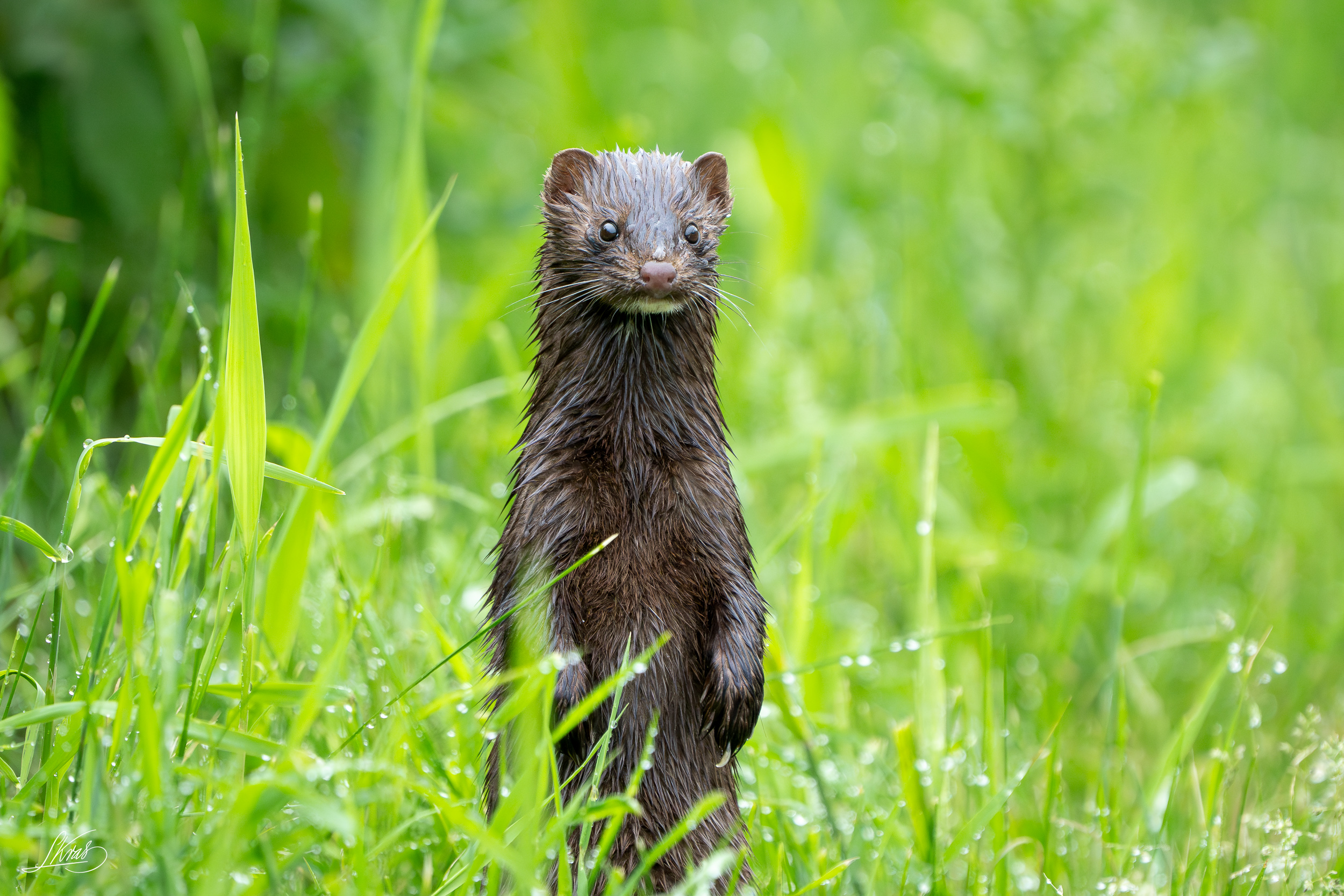 American Mink