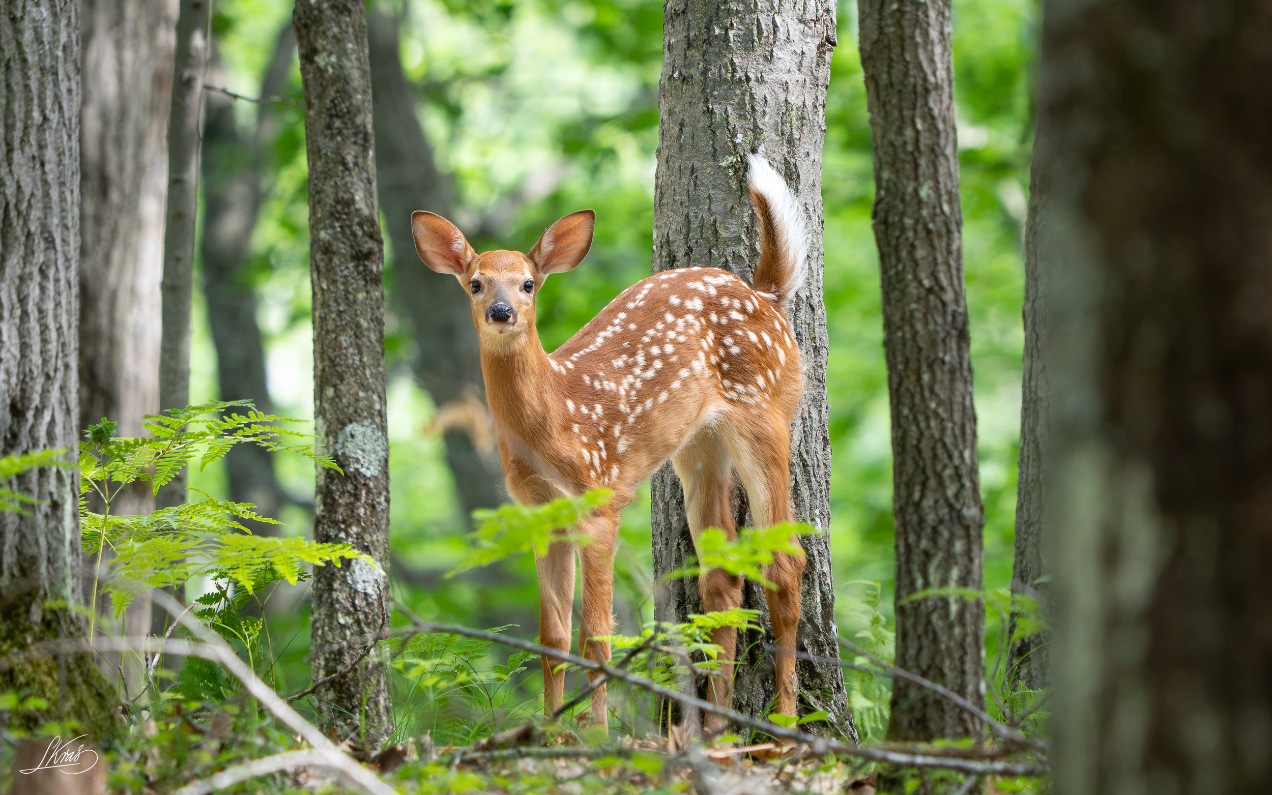 White-tailed Deer