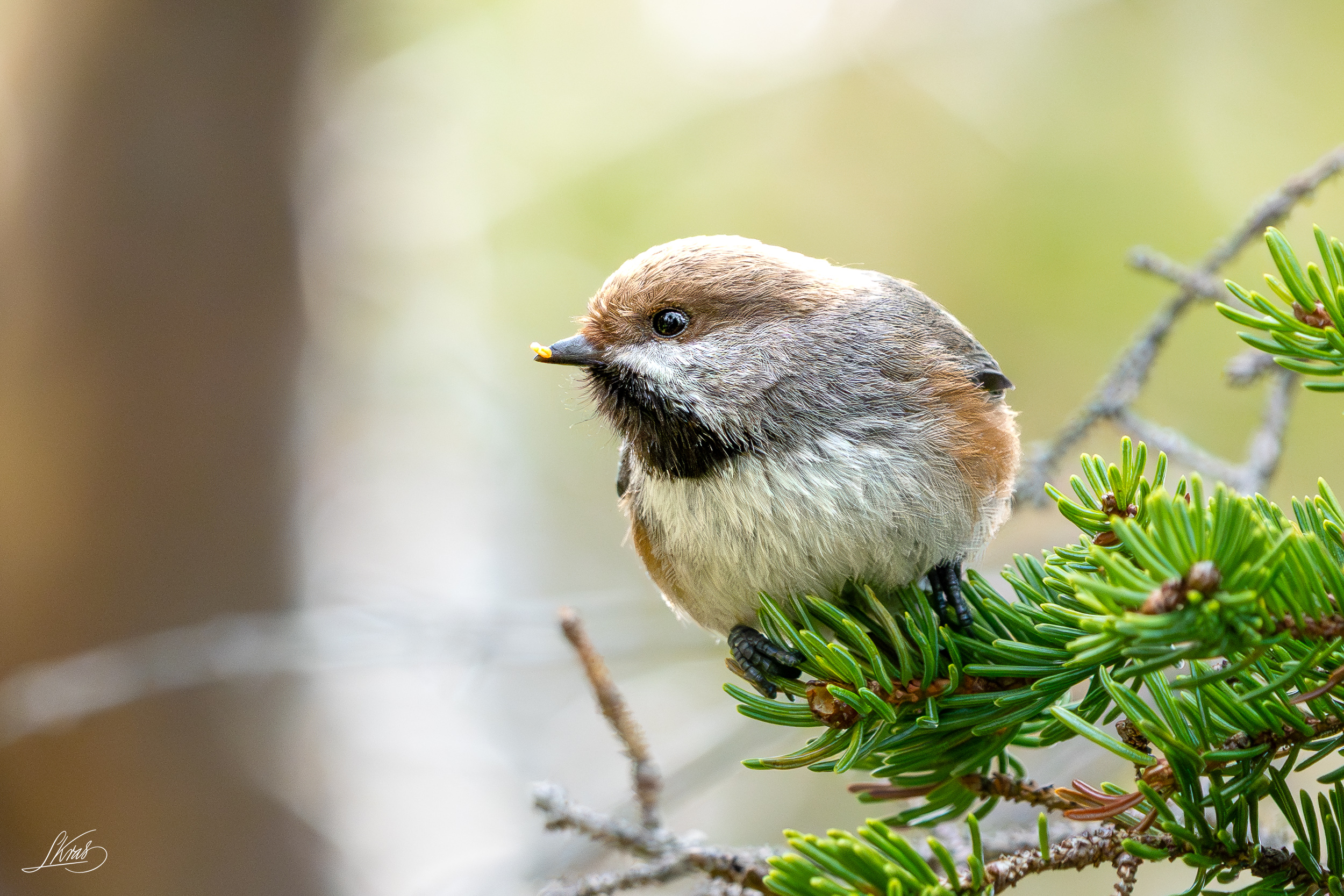 Boreal Chickadee