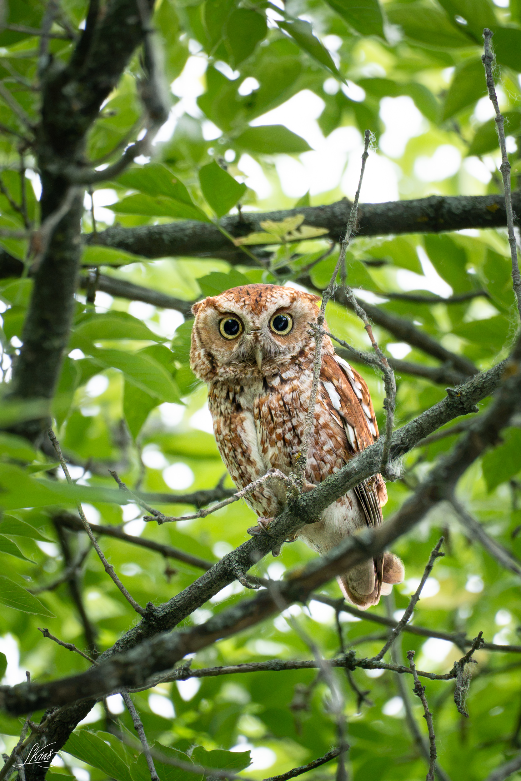 Eastern Screech-Owl