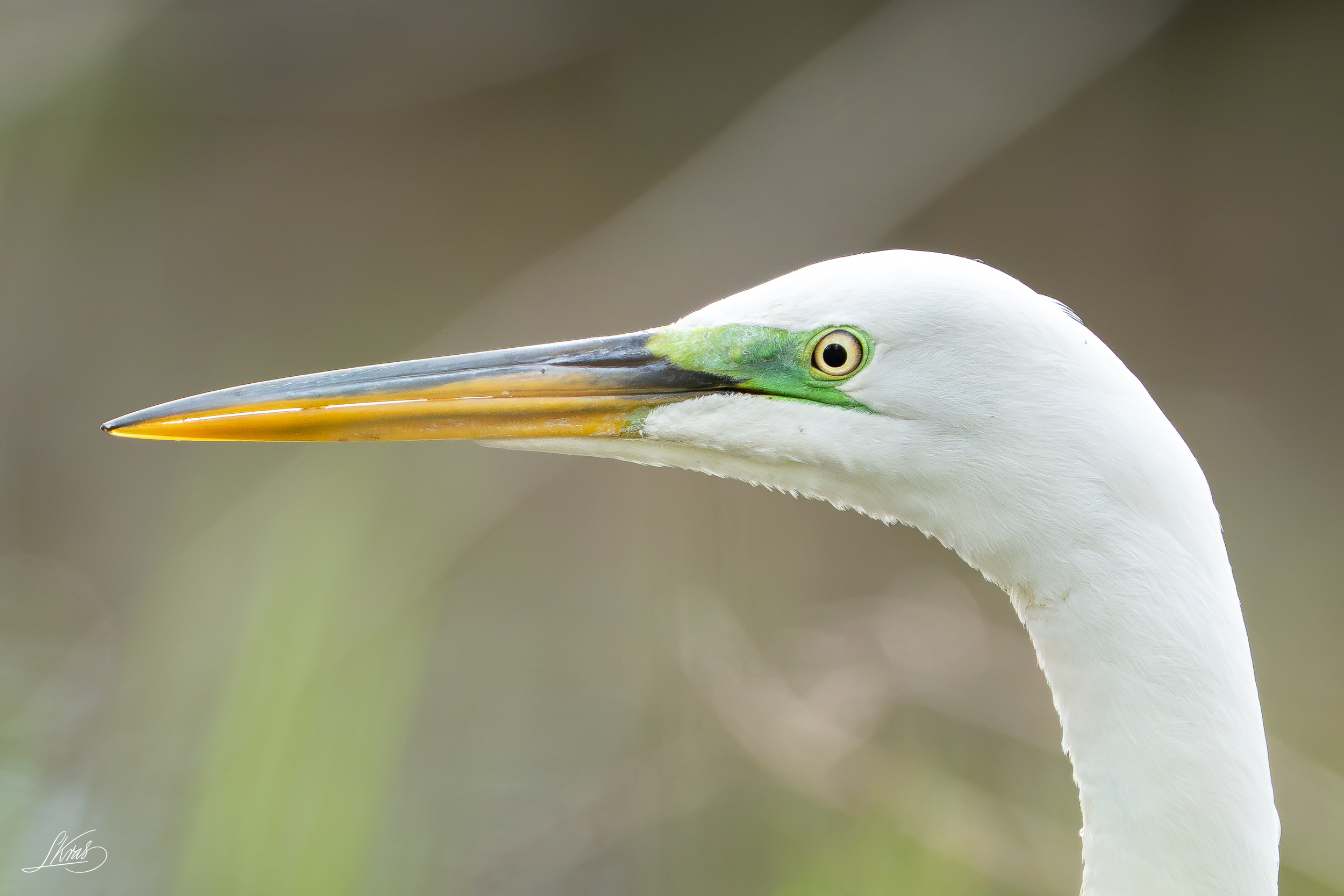 Great egret